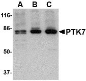 WB - PTK7 Antibody ASC10570
